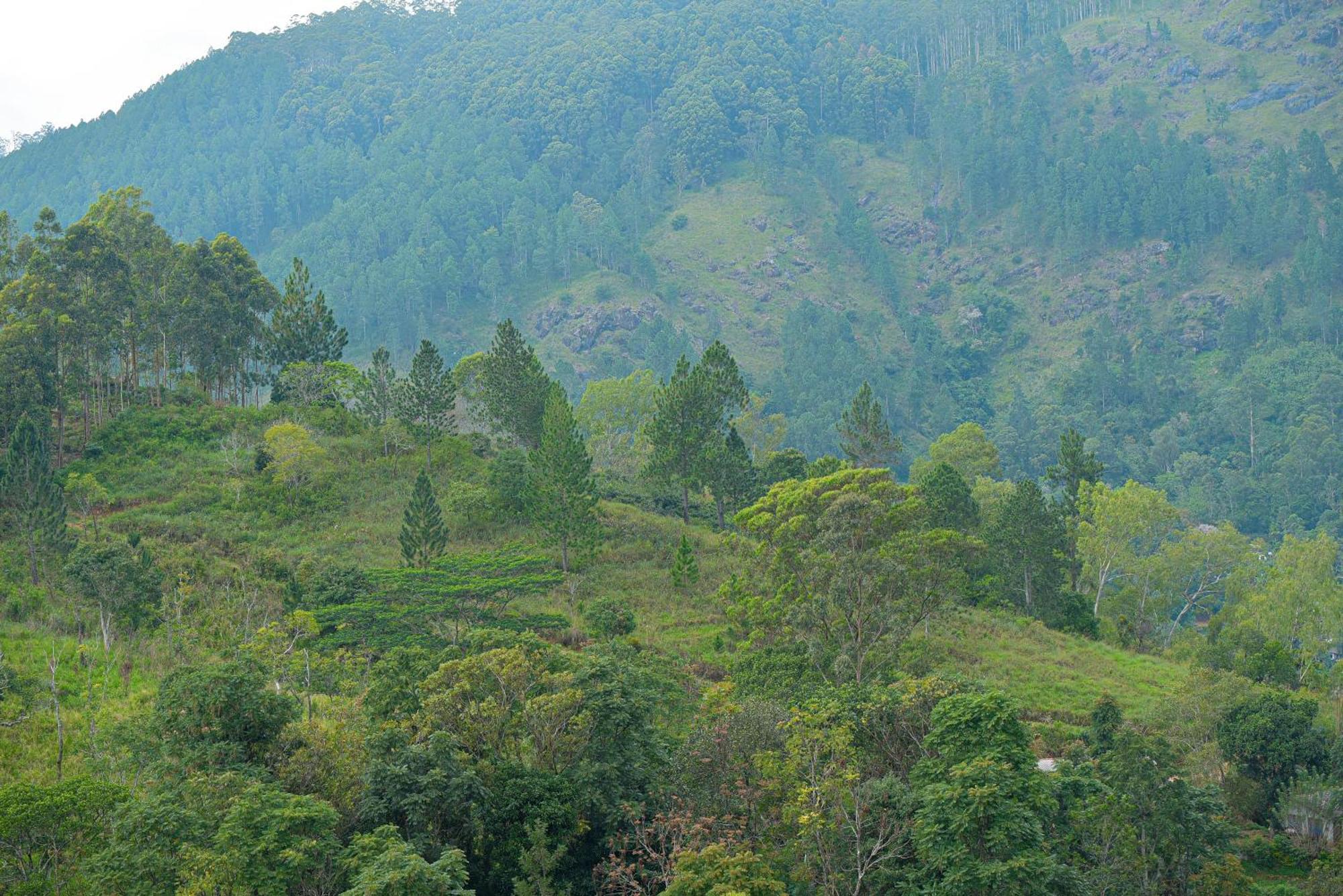 Tea Hills Ella Hotel Buitenkant foto