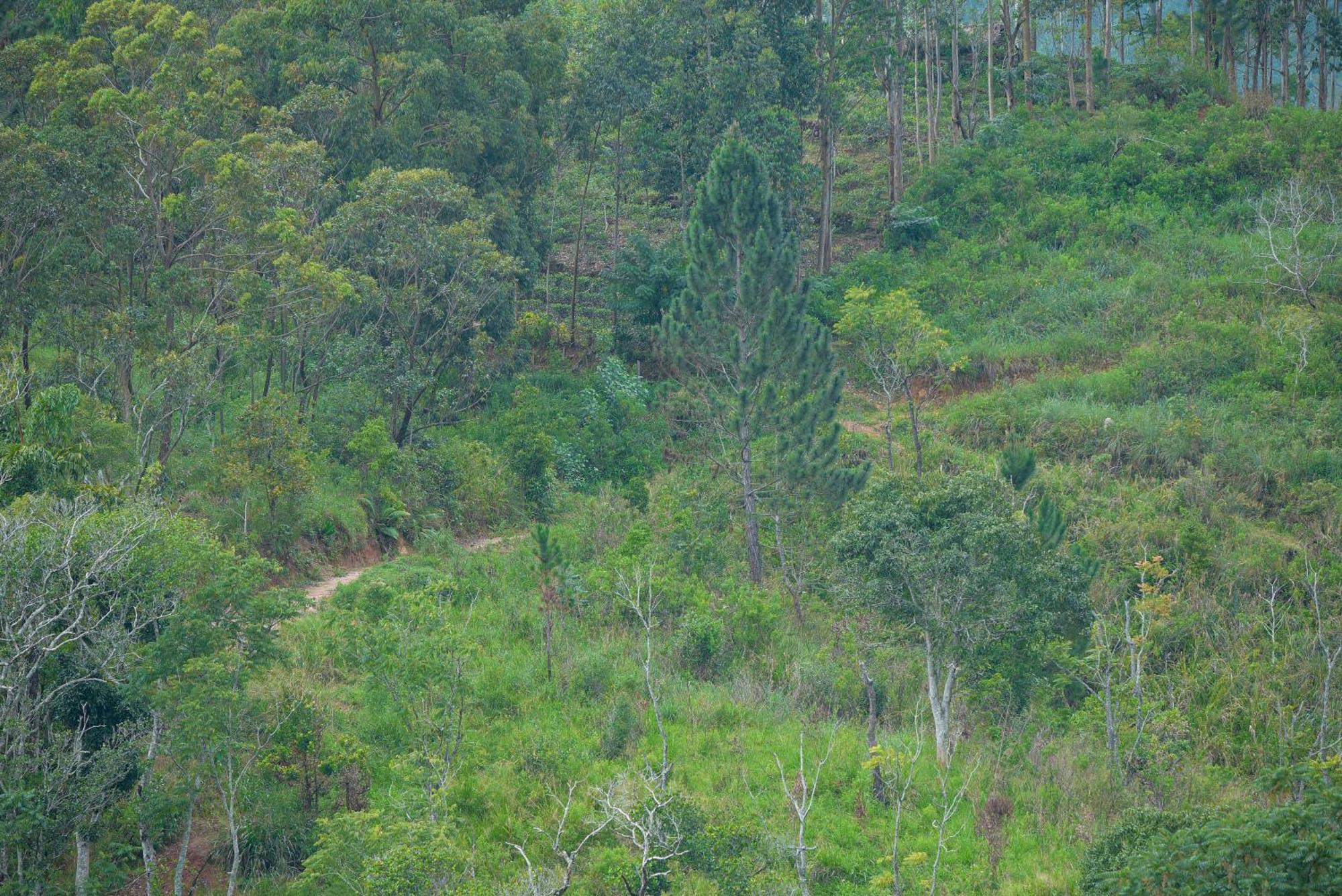 Tea Hills Ella Hotel Buitenkant foto
